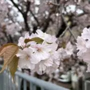 sei(断捨離中です)の画像