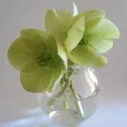 まっこんの画像