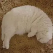 シロワッサン