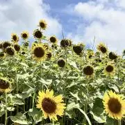 ソラ《フォロワー様割引あり✨》の画像