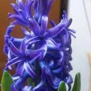 EPPODの画像