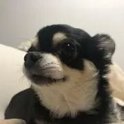 ぴーちゃん
