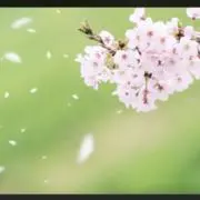 桜　いつでも価格交渉どうぞの画像