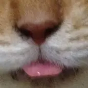 やっこ