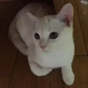 hakkun@