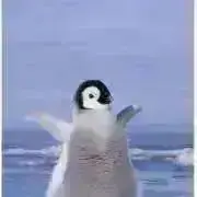 しろいたの画像