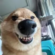 凌の画像