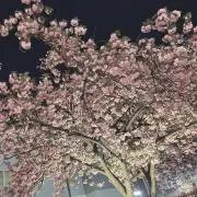 ゆきの画像