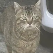 ちょこ