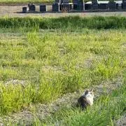 ちかふじの画像