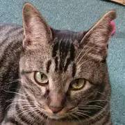 ひとこ猫(プロフ読→ご購入お願いします)の画像