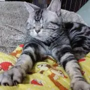 はる