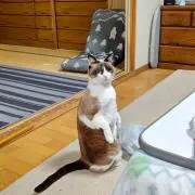 ケンケン