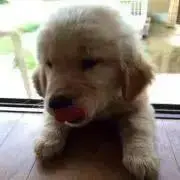 yanyan ★プロフ必読★の画像