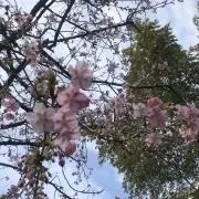 たてちゃまん！（プロフ一読お願いします）の画像