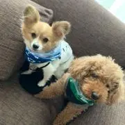 ちち吉の画像