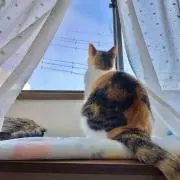来福 【すぐ発送！即購入大歓迎！ 】の画像