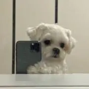 ｎａｎｉの画像