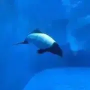 コウジコ