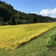 ayaの画像