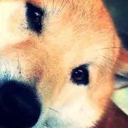 ずん