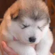 犬田