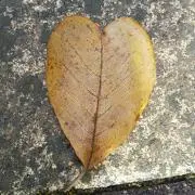 あみの画像