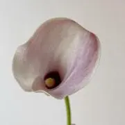 aminoの画像