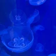 くらげくん♀の画像