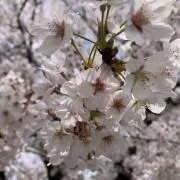 ハナの画像