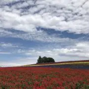 トッティの画像