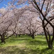 mihal 即購入⭕️早い者勝ちの画像