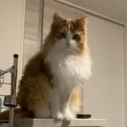 あやんの画像