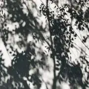 saの画像