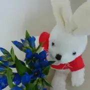 Pこぶの画像