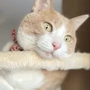 さりのすけの画像