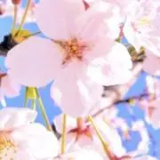 さくらの画像