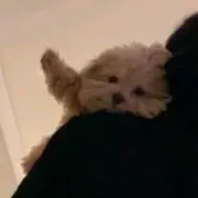 nの画像