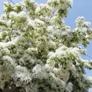 Maa