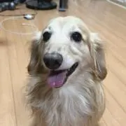 エルルの画像
