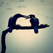 ノブヲの画像