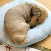 いちろてんの画像