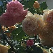 七夕