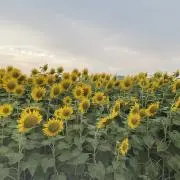 Sakran Feliceの画像