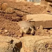 リス（土日祝含まない3日以内の発送）の画像