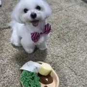 はなちゃんの画像