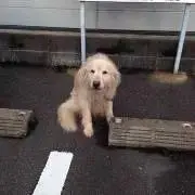 vmaamcの画像