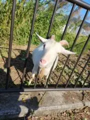 あきの画像