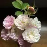 ケイの画像