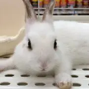 usagiの画像